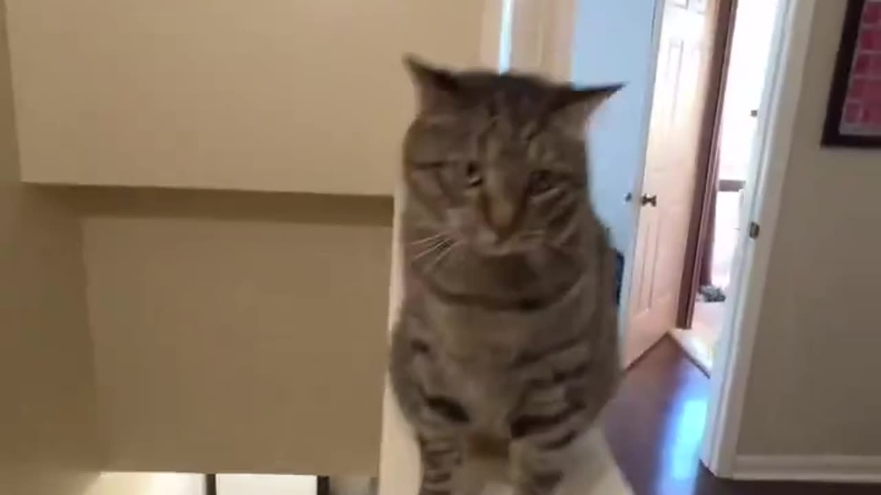 Watch the cat's intelligence when he shakes hands with the man