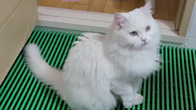 a cat playing with bubbles