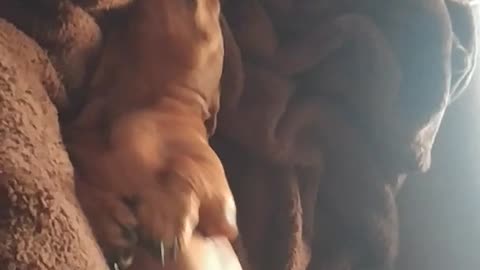 Brown dog laying in brown blanket shaking