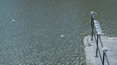 High Angle Shot of Seagulls In River and Perched On Railing In Bristol