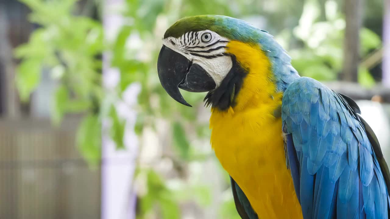 Blue yellow macaw parrot. Blue golden macaw parrot. Ara ararauna. Neotropical parrots macaws