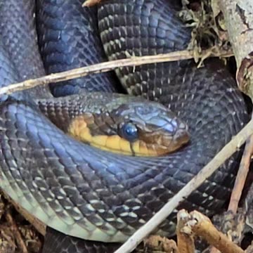 A very nice snake on a branch / close-up.