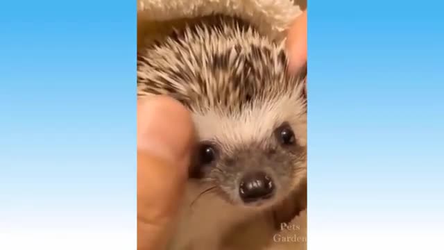 Funny animal videos you can't help but laugh