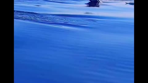 game of dolphins