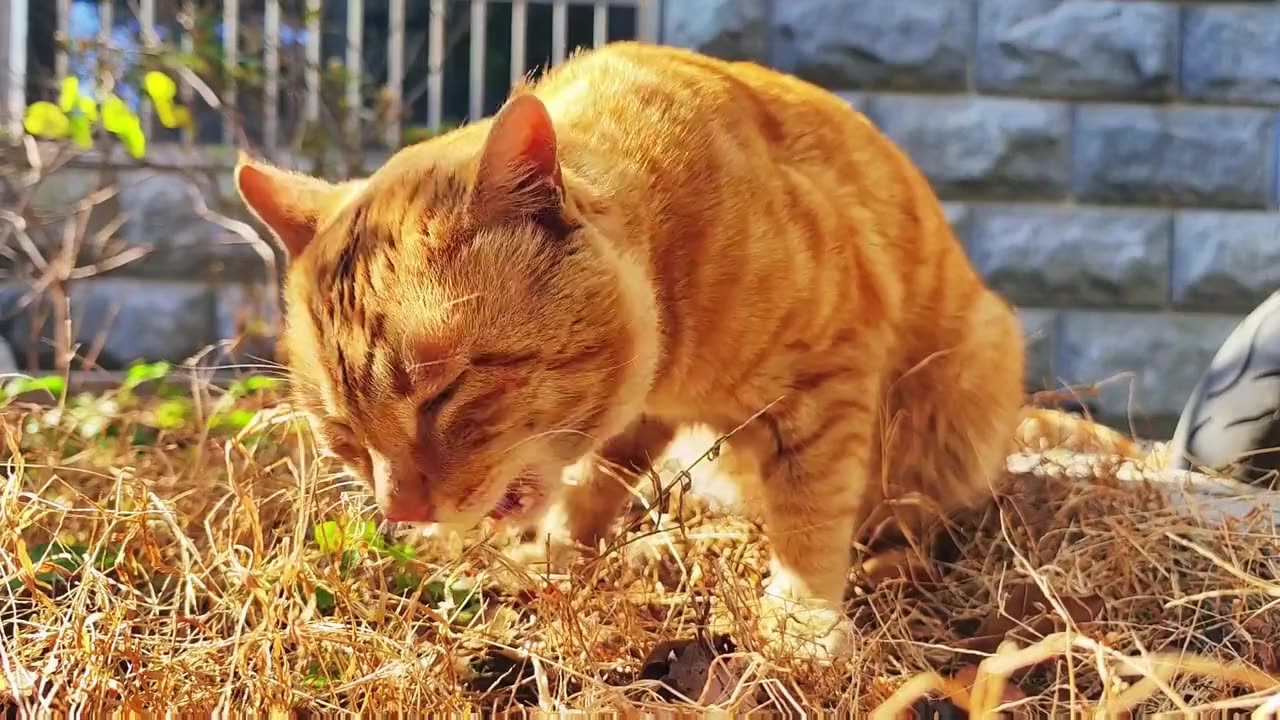 Purebred cats dining elegantly