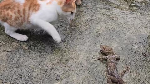 Gecko vs little cats