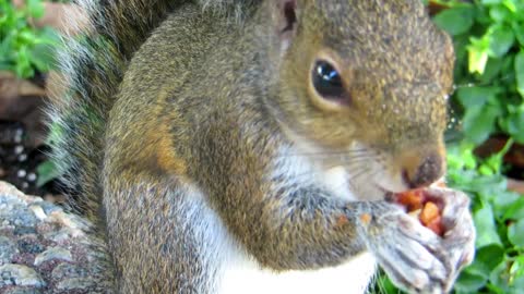 Look, this wonderful squirrel is so cute as it eats