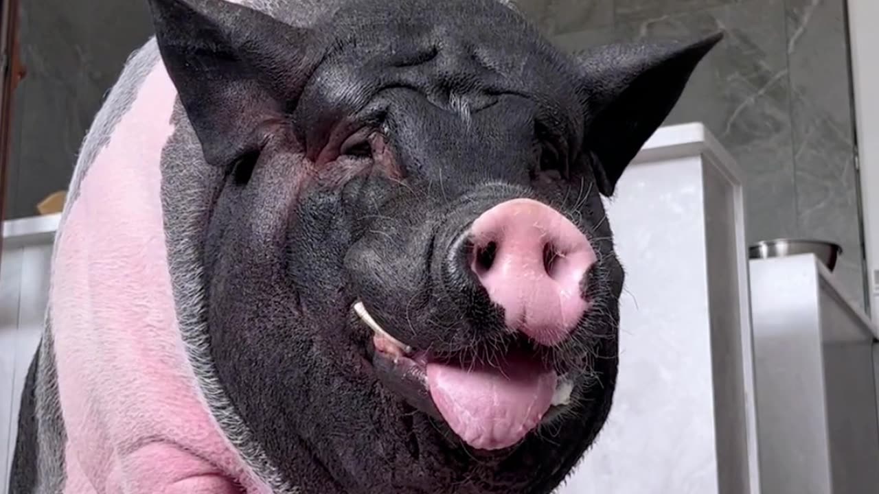 A healthy, happy pig