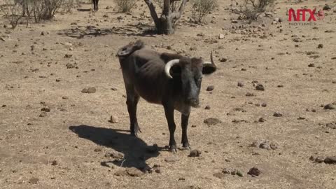 Toros de lidia, el indulto y la crianza