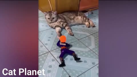 Don't try to hold back laughter - funny cat video.