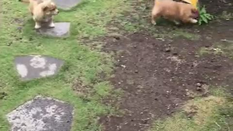 a cute puppy are playing in the yard.