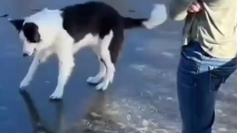 Funny dog playing on ice