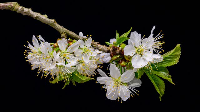 About the beauty of nature cherry blossom