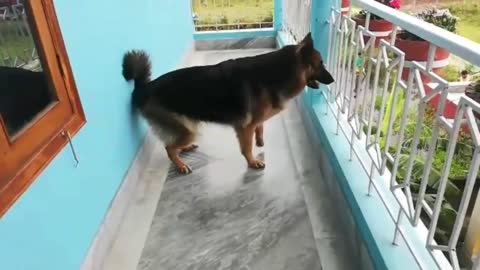 Dog | German Shepherd Barking loud