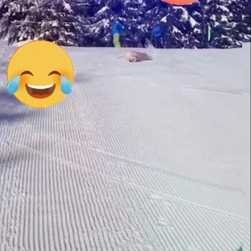 "Funny Dog Moments You Can't Miss!"