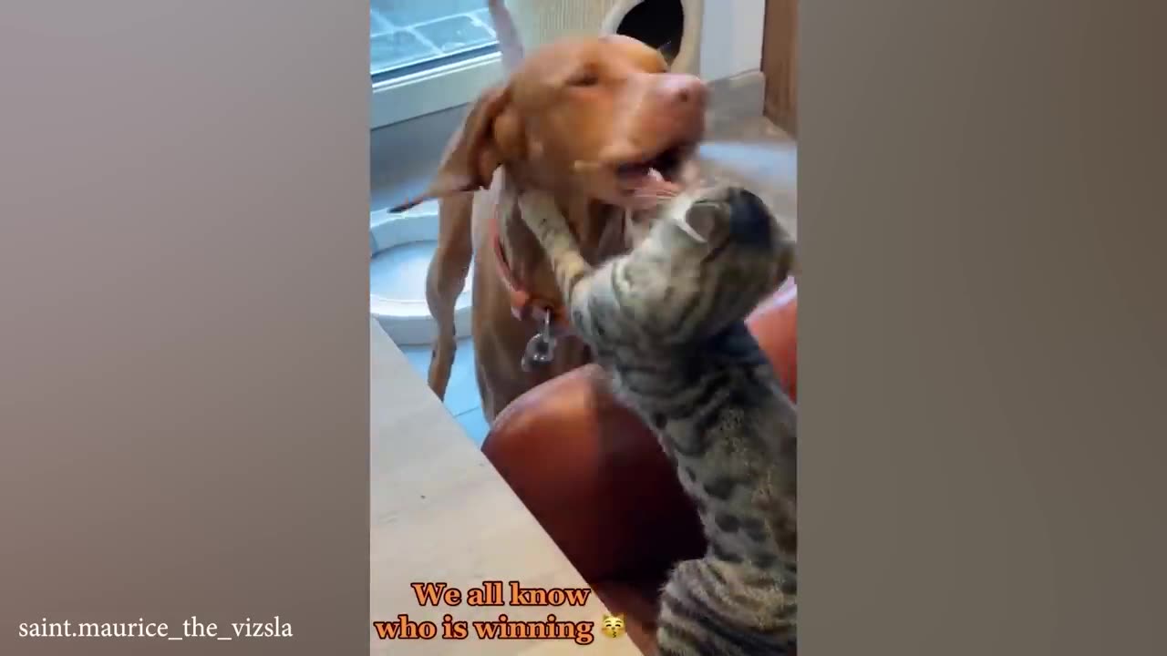 DON'T miss THE FUNNIEST VIDEOS EVER!🤣 | Funny Cats and Dogs Moment