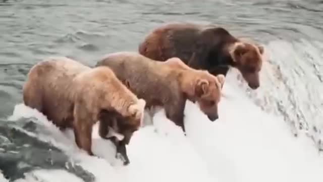 Three bears are standing at the water's edge