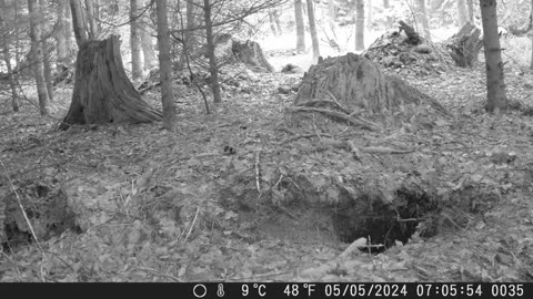 Short visit of a deer in rainy forest - Kurzer Reh-Besuch im verregneten Wald