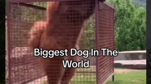 perro