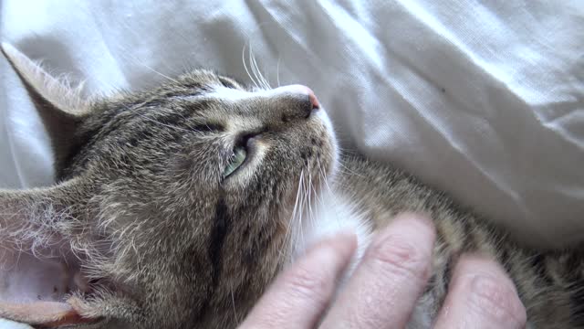 Grabbing the Head of a Cute Kitten