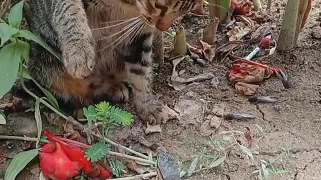 cute cat with lizard