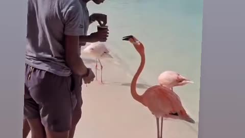 Pretty flamingo