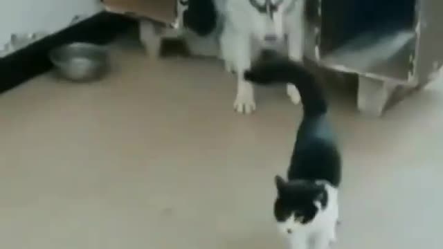 Funny Cat Kill the Dog