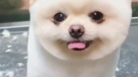 Cute Puppie Cute Funny and Smart 🐕