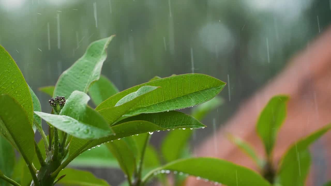 Close Up Shot Rain Drops Falling