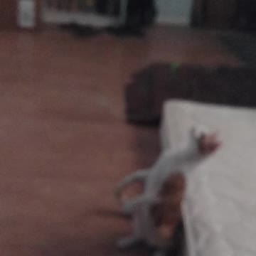 Squeeks, fascinated by the ceiling fan