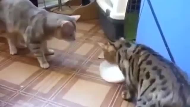 Two Cats Are Fighting For Milk