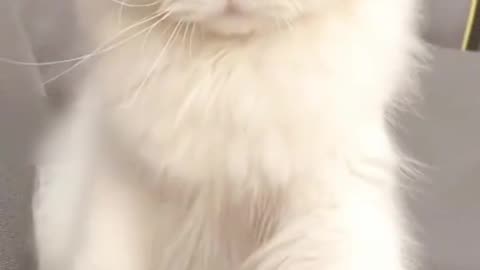Cut funny cat🐈🐈