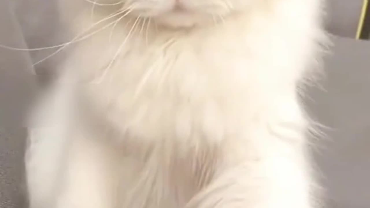 Cut funny catππ