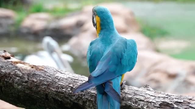 BLUE Macaw WALKING ON THE TREE