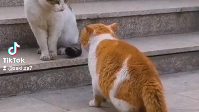 Funny Cat Videos - Best of Cat vines