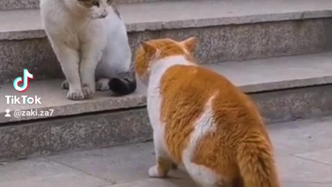 Funny Cat Videos - Best of Cat vines