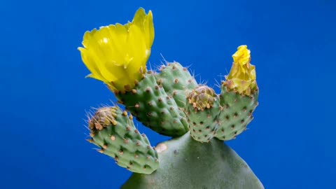 Beautiful Cacti Bloom Before Your Eyes