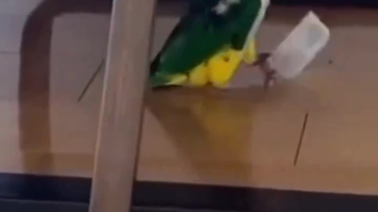 Hungry Parrot Throws a Tantrum! Hilarious Bird Video You Can't Ignore