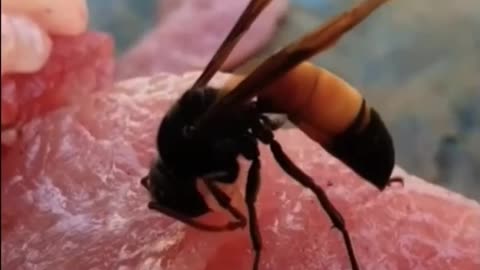 Why Do We Hate Wasps But Love Bees || LetsgoScience