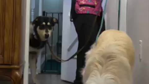 Husky convinced she's dying at the groomers