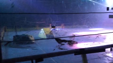 Robot Wars Maidstone 2016: Ripper Vs Iron Awe 5