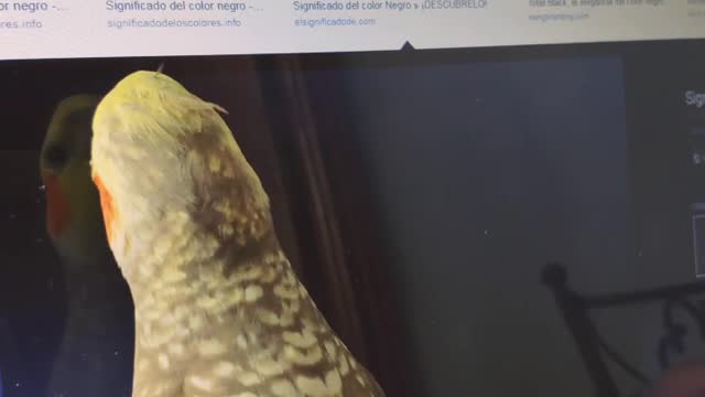 Cockatiel Trying to Catch Mouse Pointer