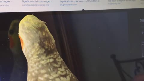 Cockatiel Trying to Catch Mouse Pointer