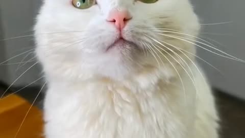 Cat 😺 funny video #15