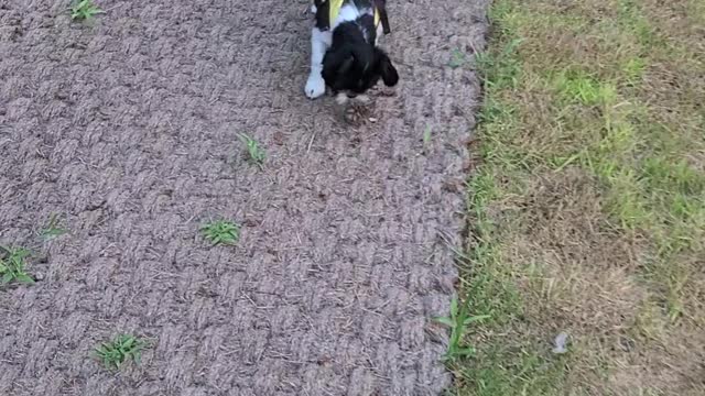 Playing with the dog