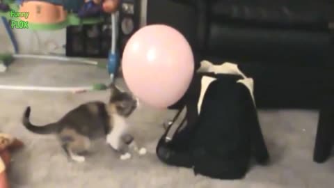 Try not to Laugh | Funny cats vs baloon compilation