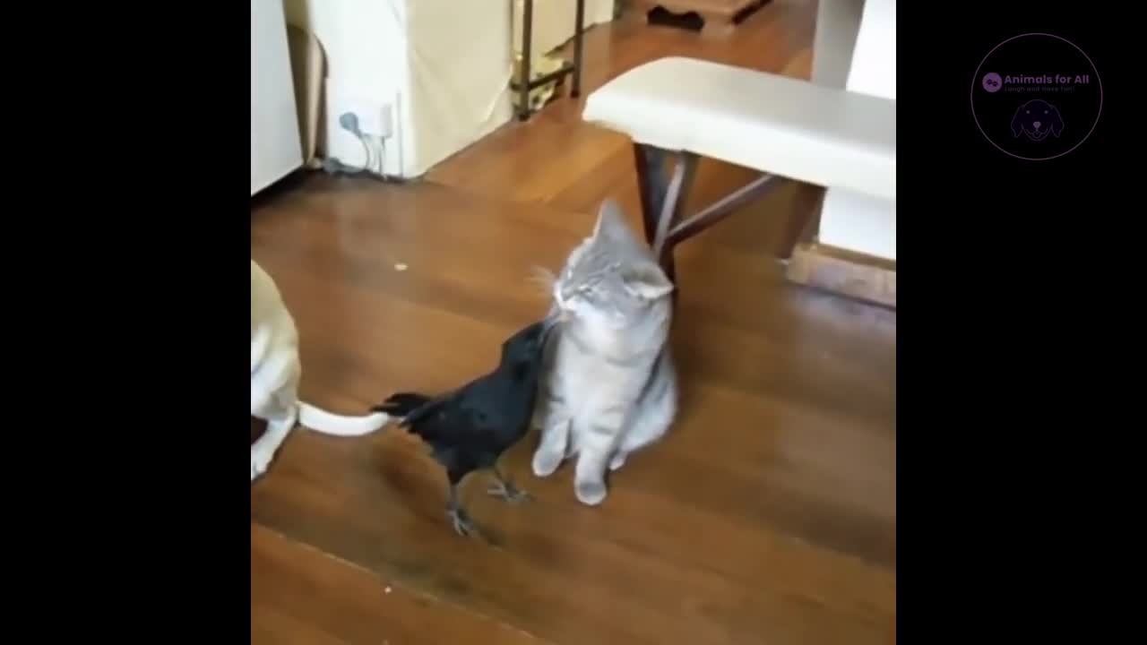 Funny cat bird compilation