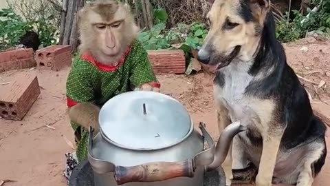 A monkey and a dog