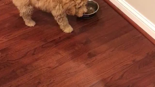 Funny golden doodle puppy dog freaks out while eating