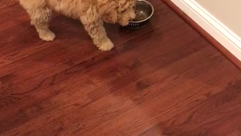 Funny golden doodle puppy dog freaks out while eating